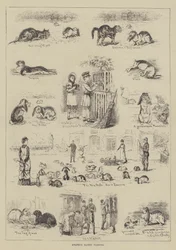 Élevage amateur de lapins